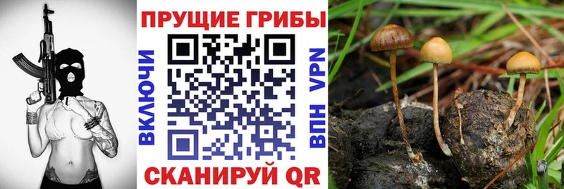 сайты даркнета состав  Медногорск  Псилоцибиновые грибы Magic Shrooms 